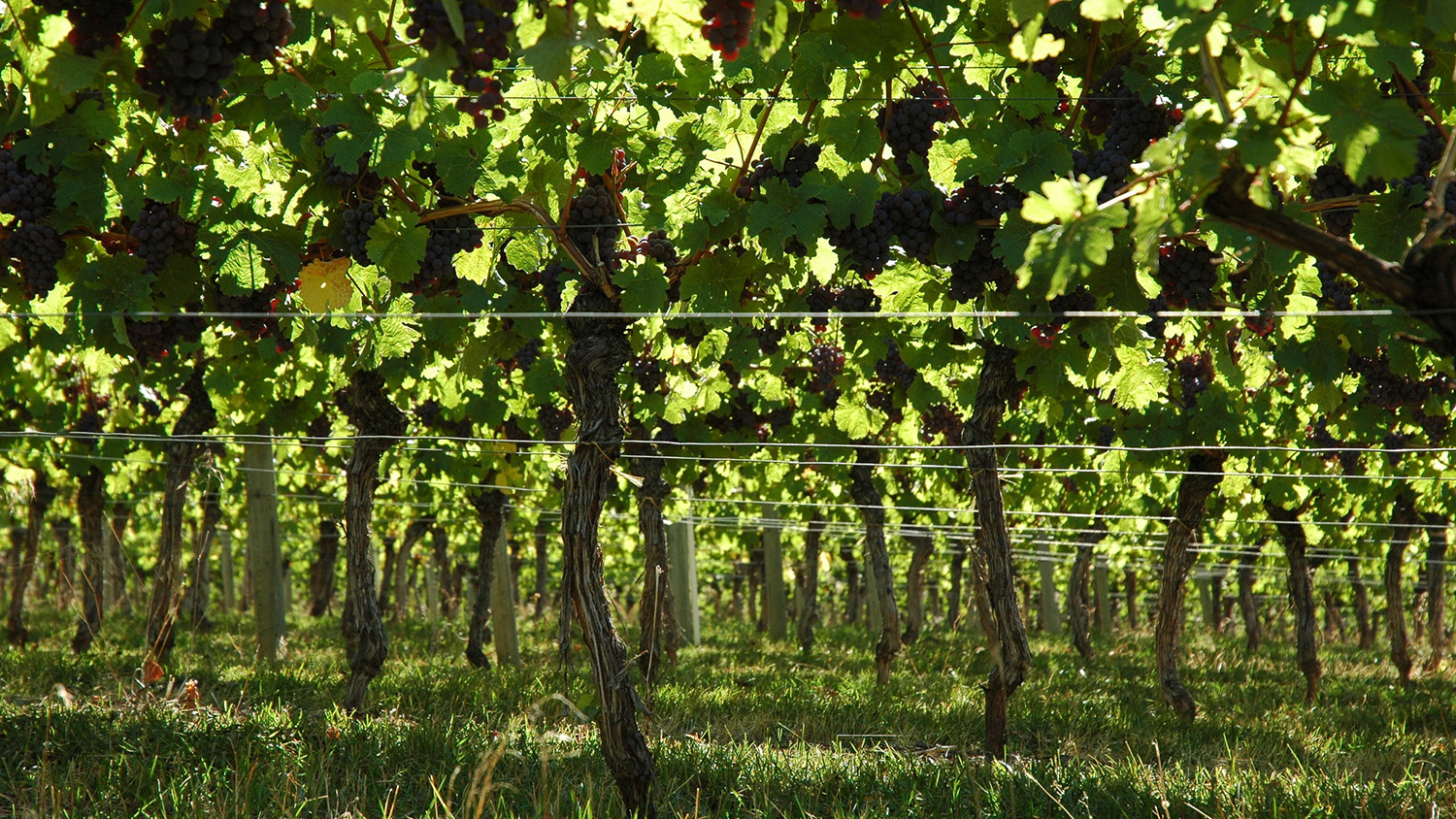 A sunny vineyard.