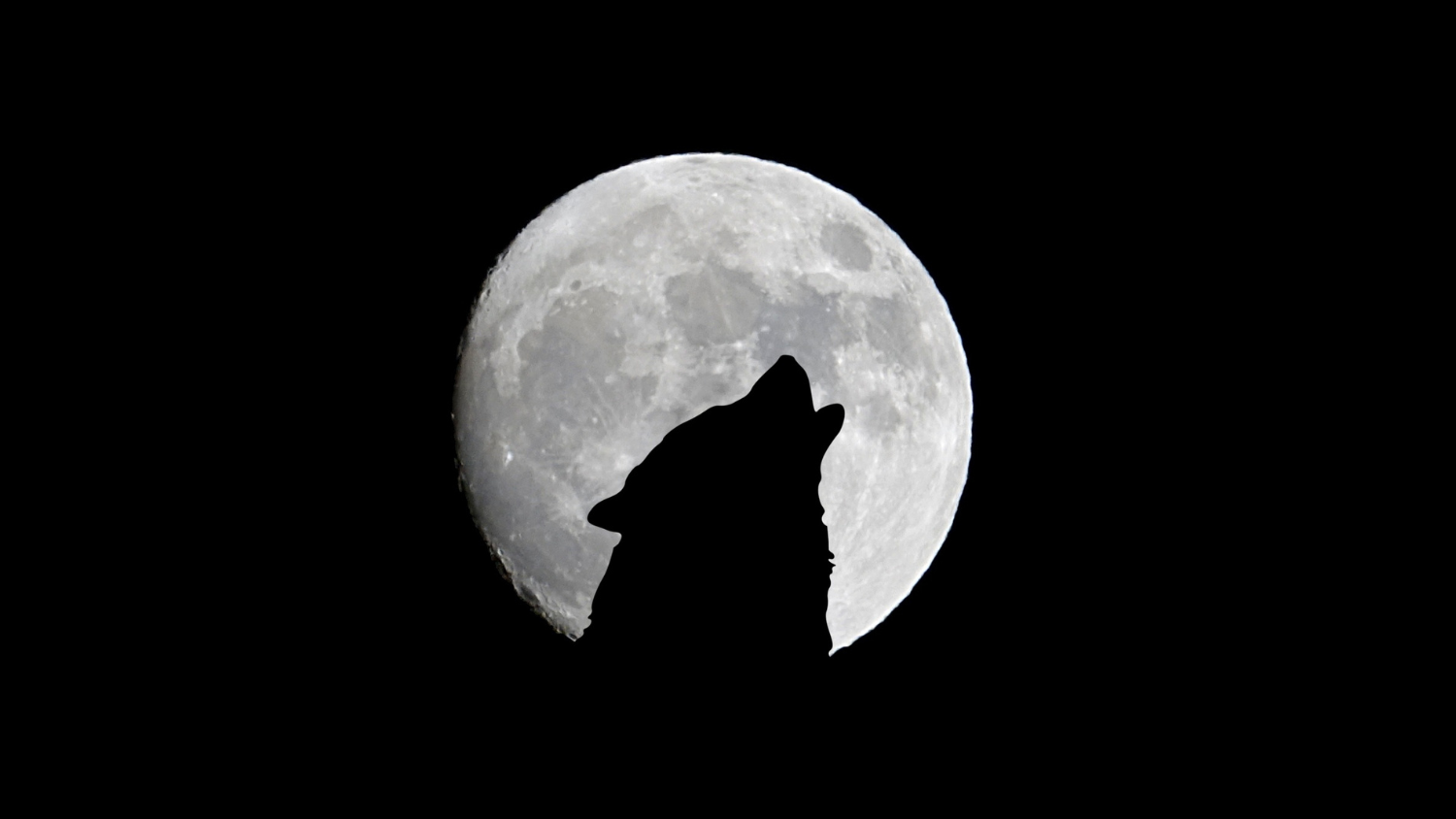 Silhouette of a wolf howling in front of a full moon.